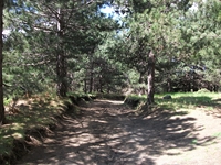ova Gussonea-20110529 115